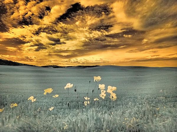 Eggers, Terry 아티스트의 USA-Washington State-Palouse-Spring Poppies and wheat field and clouds작품입니다.